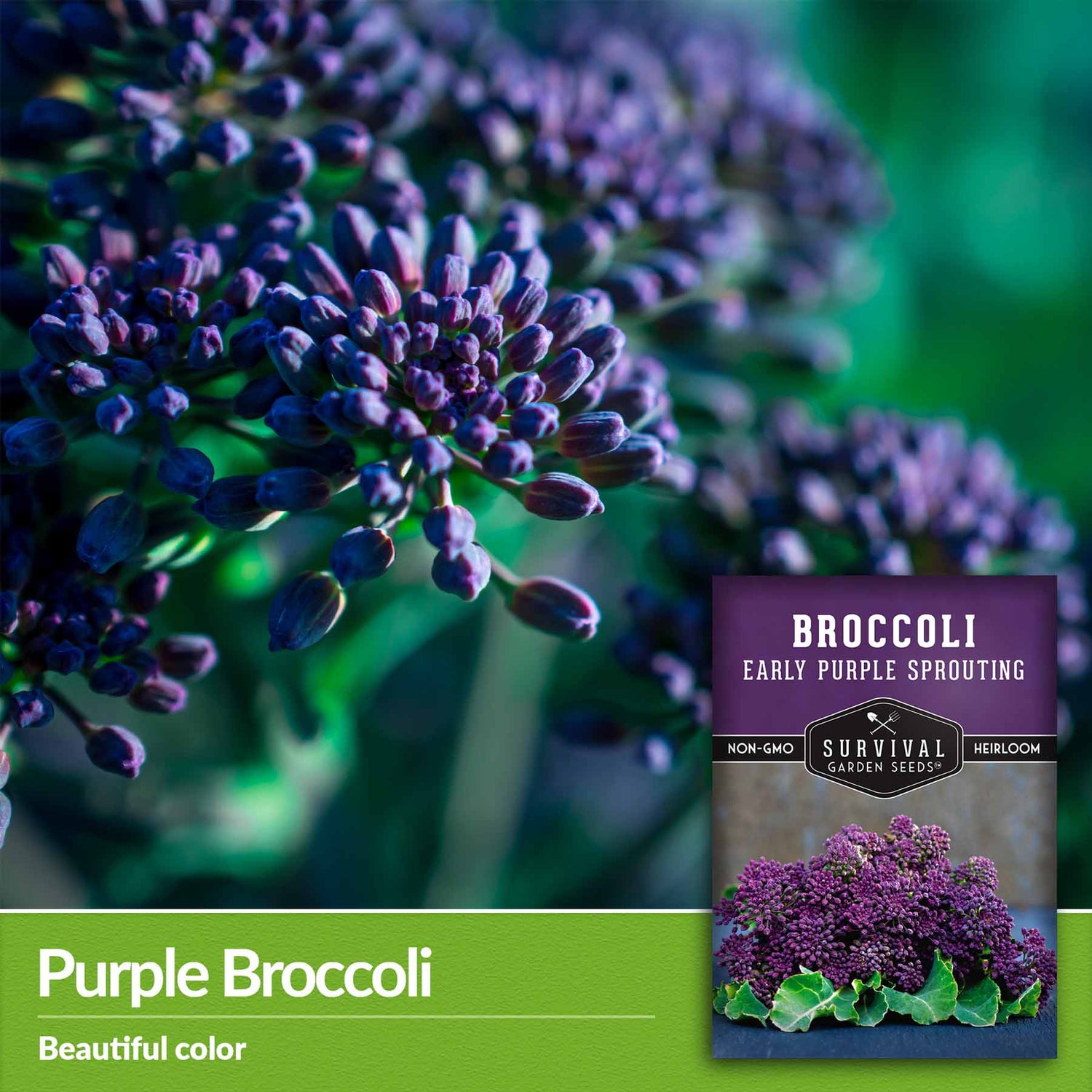 Purple Broccoli - beautiful color