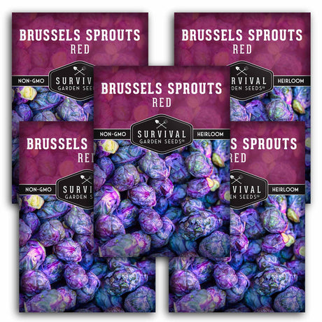 5 packets of Red Brussels Spouts seeds