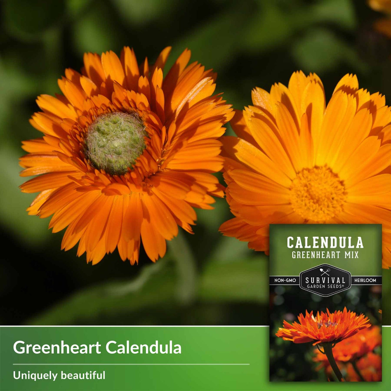 Greenheart Calendula