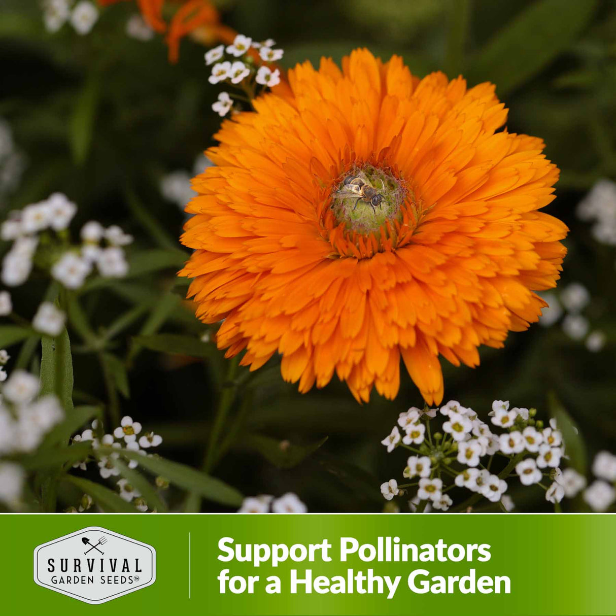 Support pollinators for a healthy garden