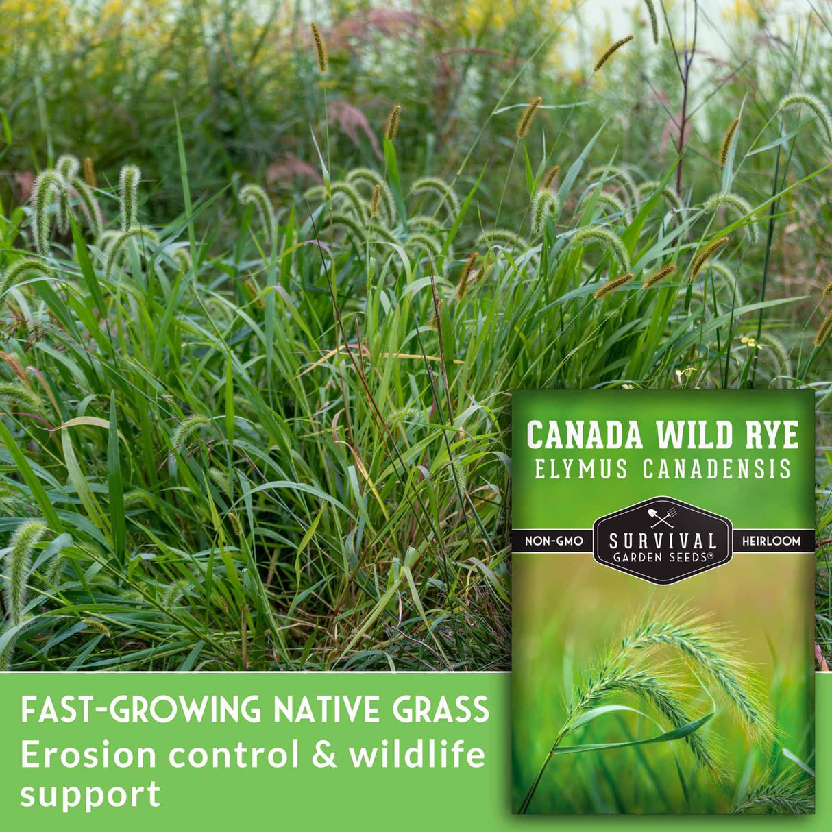 Fast growing native grass