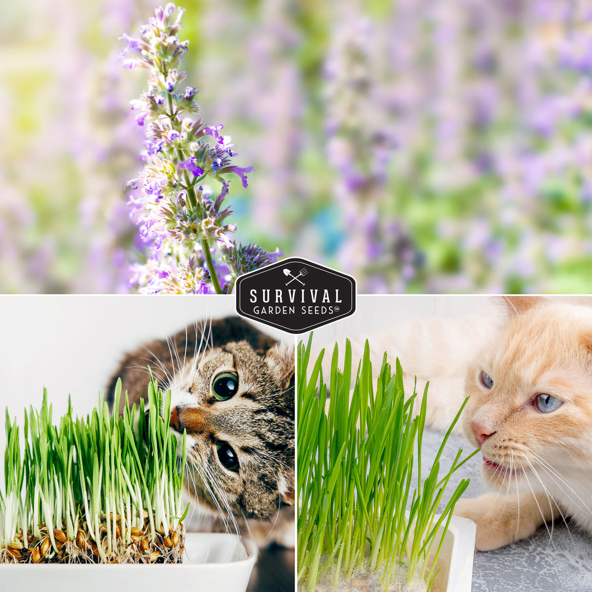 Collage of cats with cat grass and a brand logo in the center.