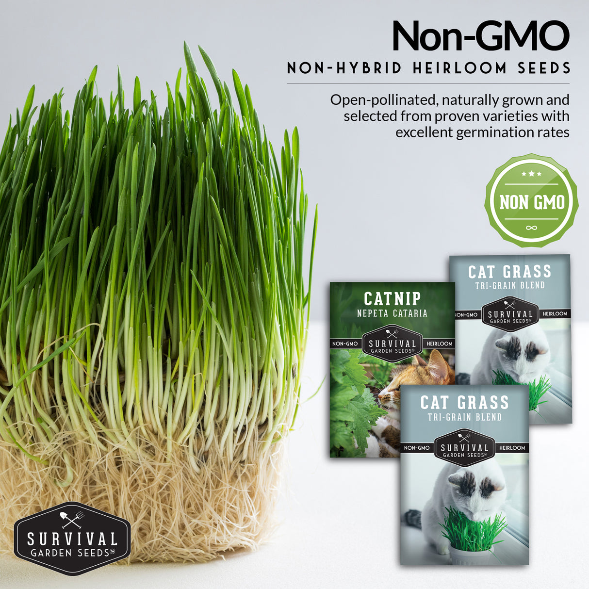 Cat grass with Survival Garden Seeds packages on a light gray background