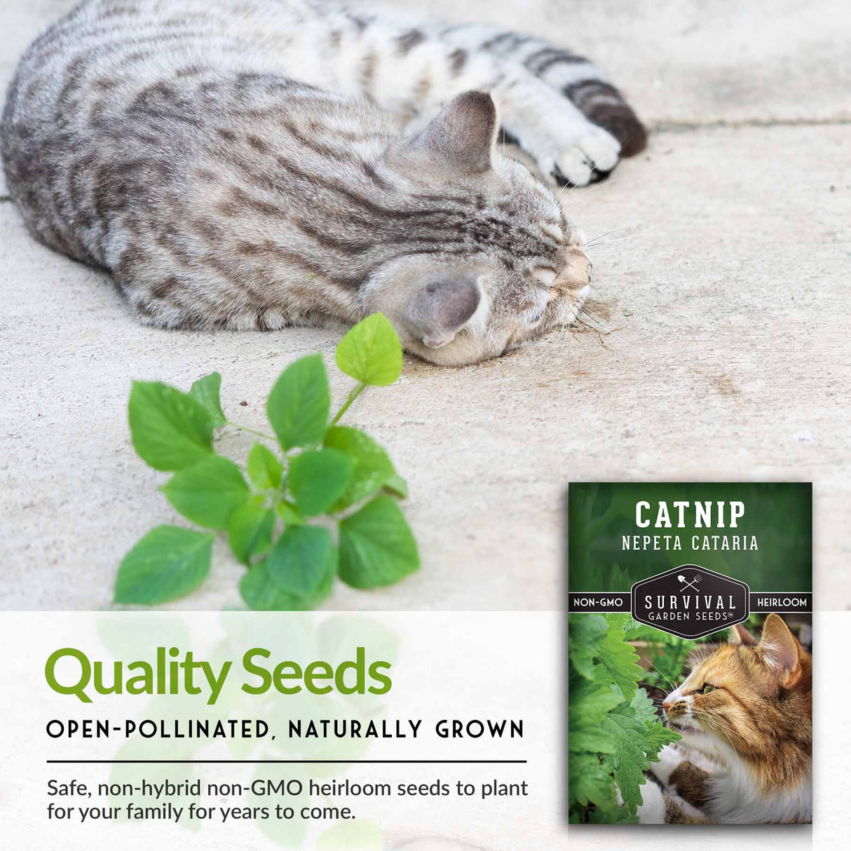 Quality catnip seeds