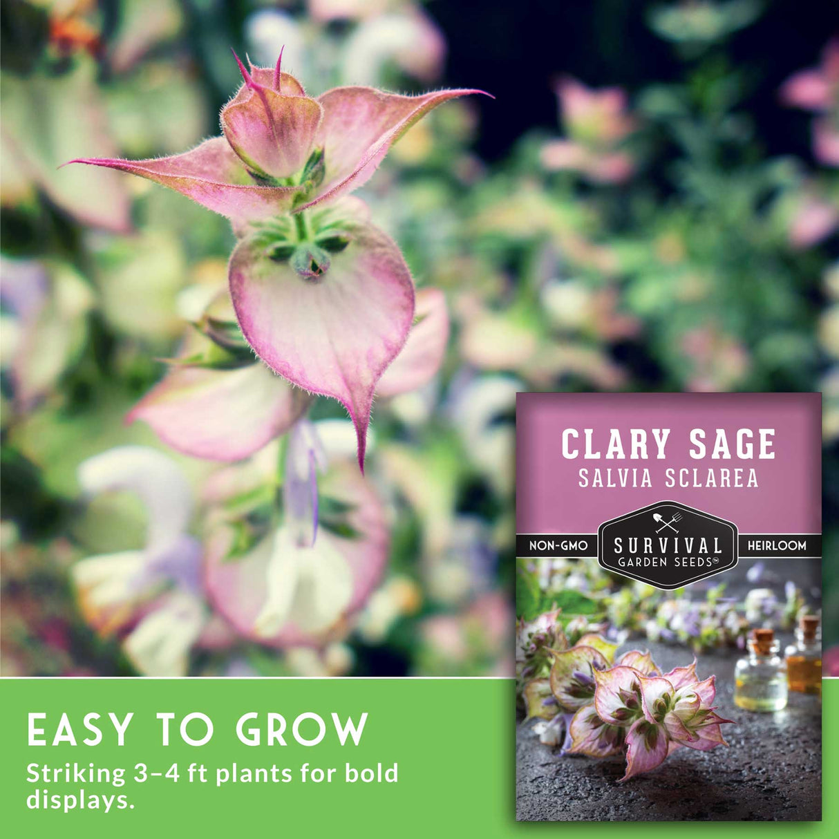 Clary Sage plant with a seed packet labeled 'Survival Garden Seeds' on a blurred garden background.