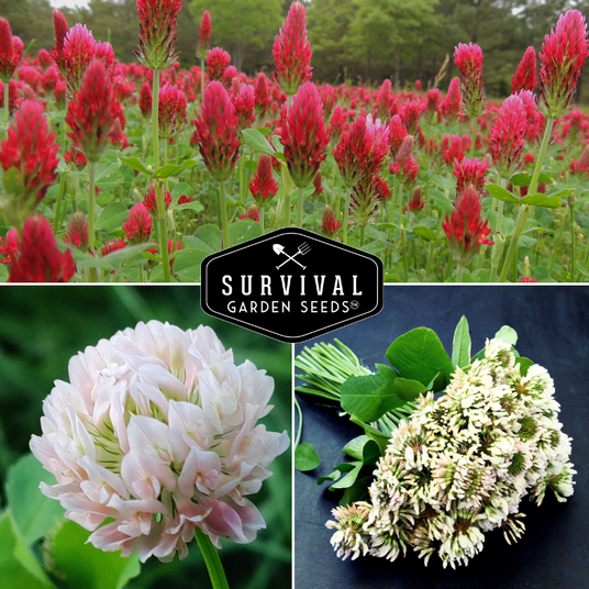 Crimson and Dutch White clover flowers