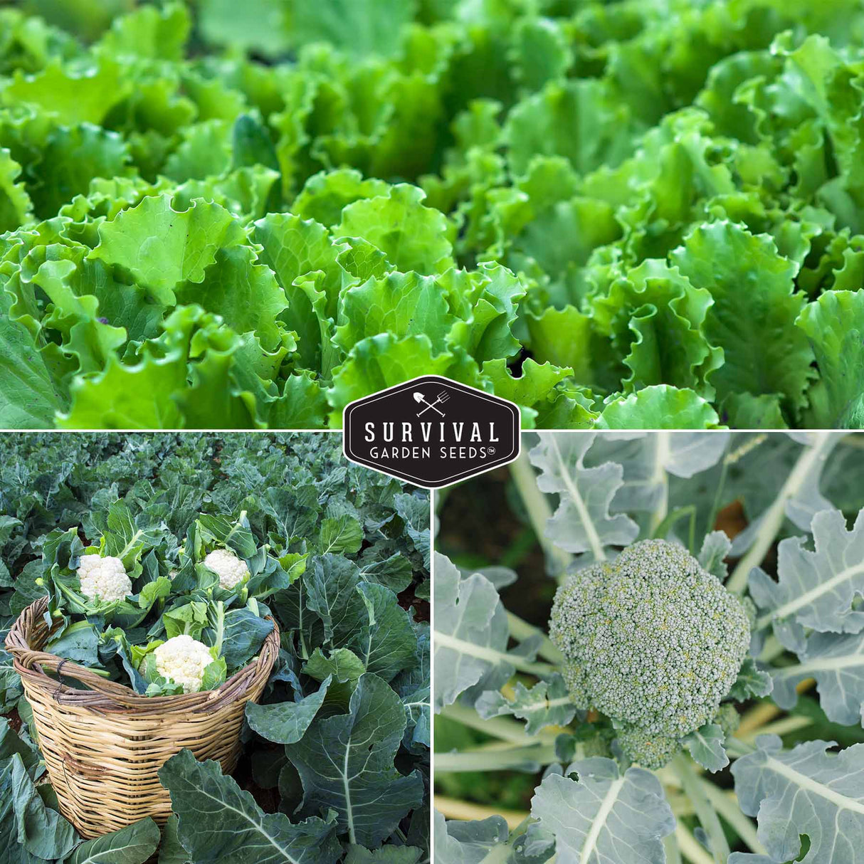 Lettuce, Cauliflower & Broccoli