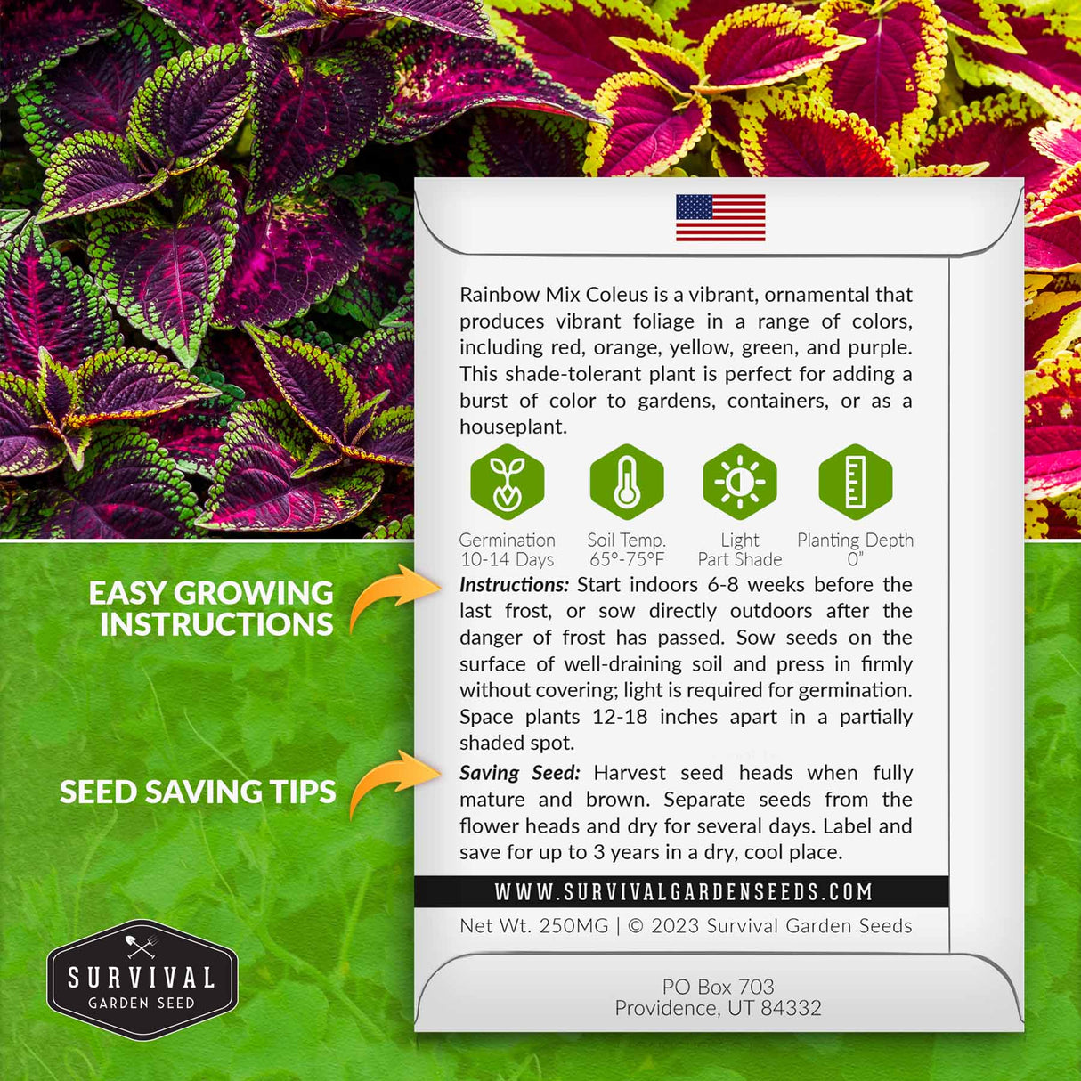 Rainbow mix coleus growing instructions