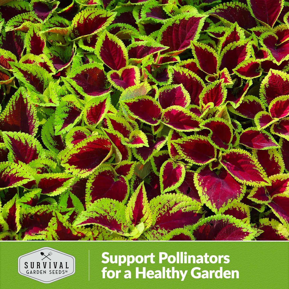 Support pollinators for a healthy garden