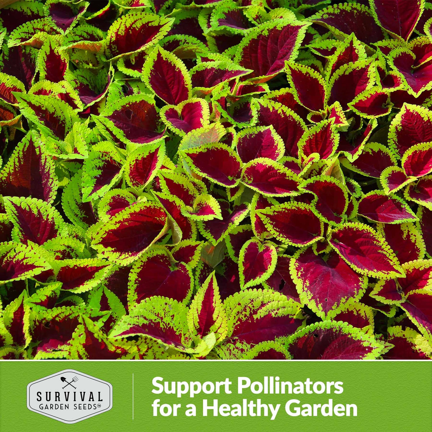 Support pollinators for a healthy garden