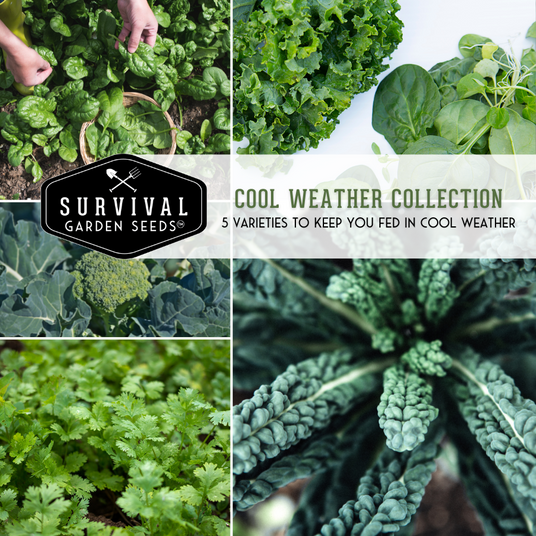 Cool weather seed collection - 5 varieties to keep you fed in cool weather