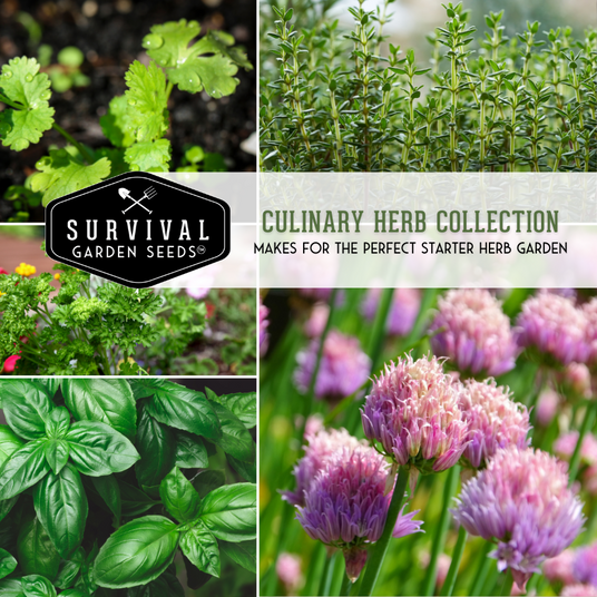 Culinary Herb seed collection - makes for the perfect starter herb garden