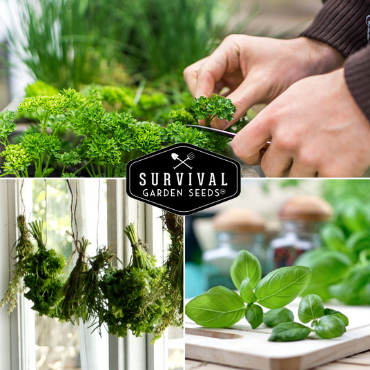 Various culinary herbs