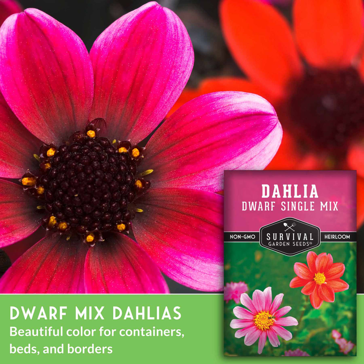 Dwarf Single Mix Dahlia Seed 2025