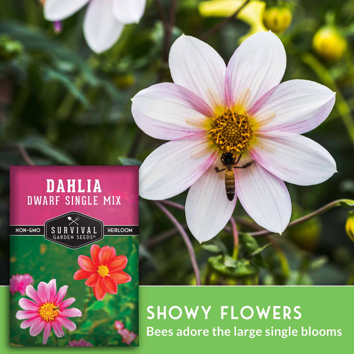 Dwarf Single Mix Dahlia Seed 2025