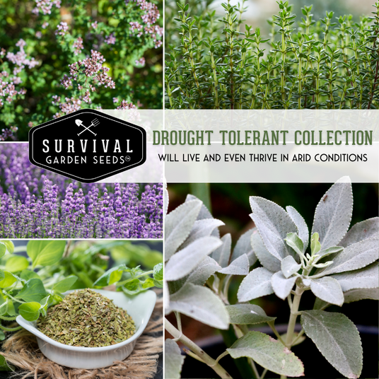Drought Tolerant Collection will live and thrive in arid conditions
