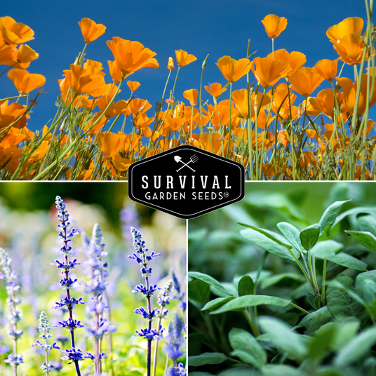 Drought tolerant herbs and flowers - poppy, sage, lavender