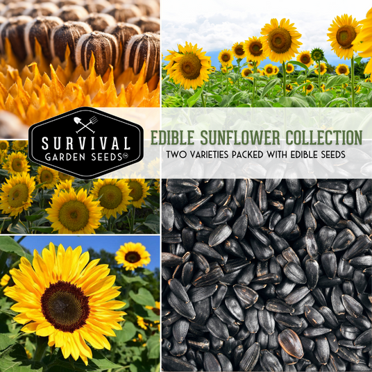 Edible Sunflower seed collection - 2 varieties packed with edible seeds