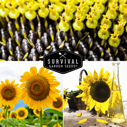 Black Russian and mammoth sunflowers