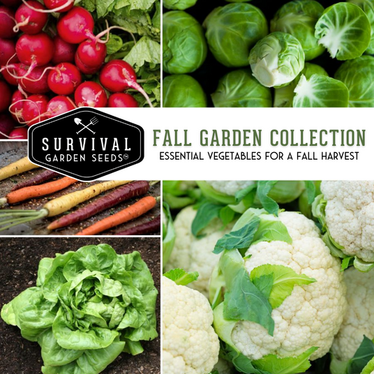 Fall garden seed collection - essential vegetables for a fall harvest