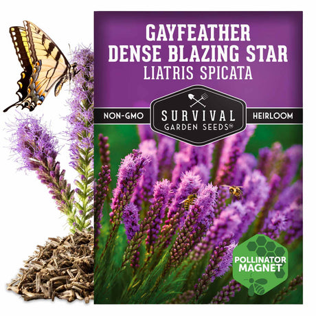 Gayfeather Dense Blazing Start Seeds - Liatris Spicata