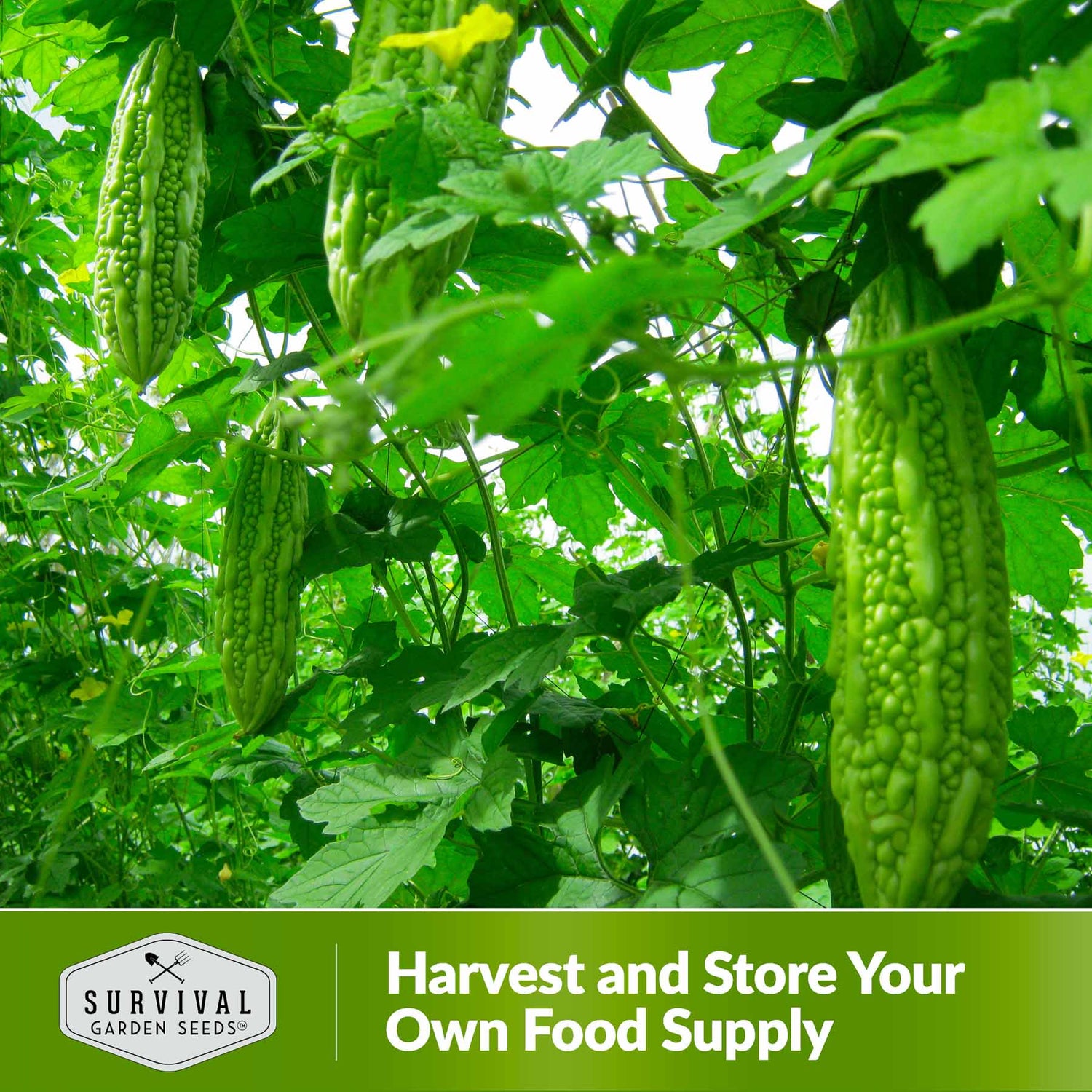 Harvest and store your own food supply