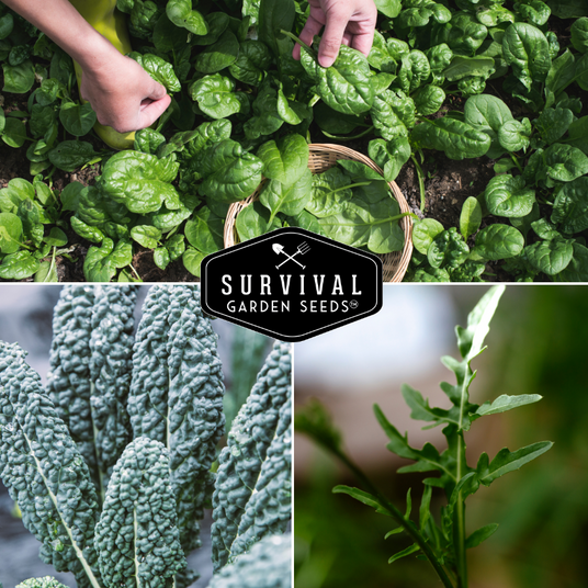 leafy green vegetables - spinach arugula and kale