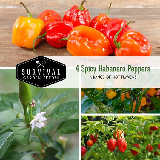 4 Spicy Habanero peppers - a range of hot flavors