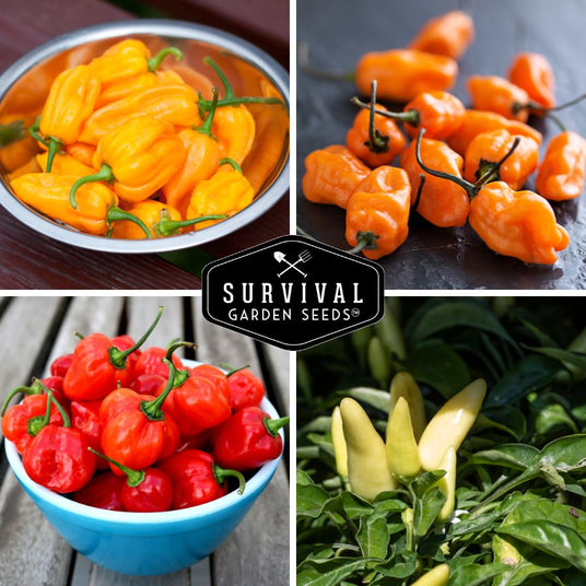 Yello, orange, red and white habanero peppers