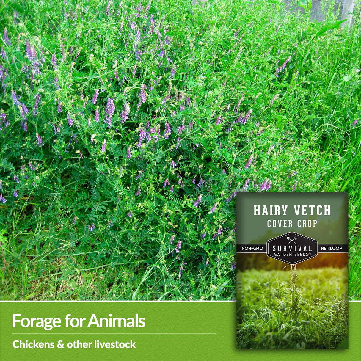 Forage for animals - chickens and other livestock
