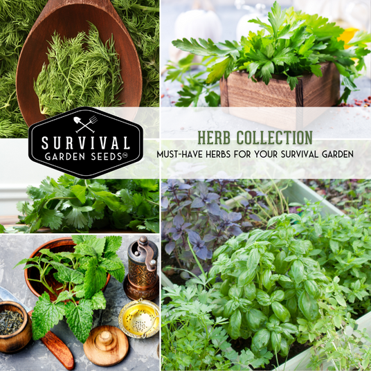 Herb Seed Collection - seeds to grow an herb garden