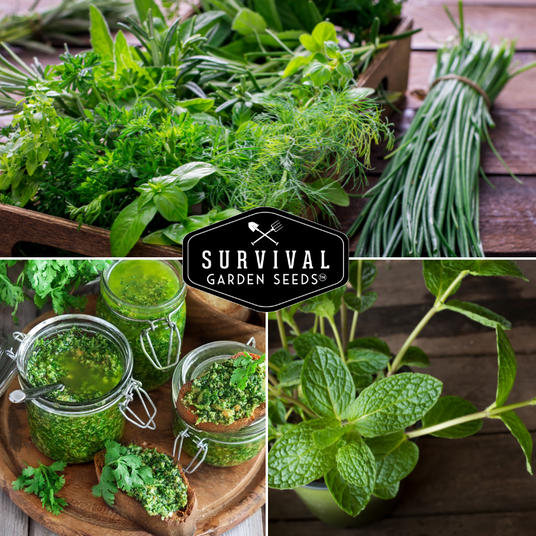 Fresh herbs - mint chives and dill