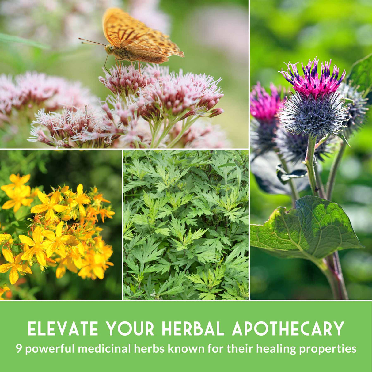 Collage of various herbs with text about elevating an herbal apothecary.