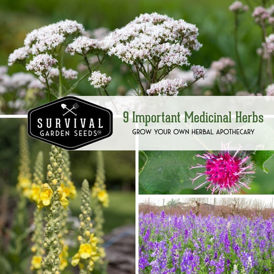 9 Important Medicinal Herbs - Grow your own apothecary