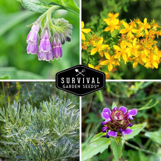 medicinal herb flowers