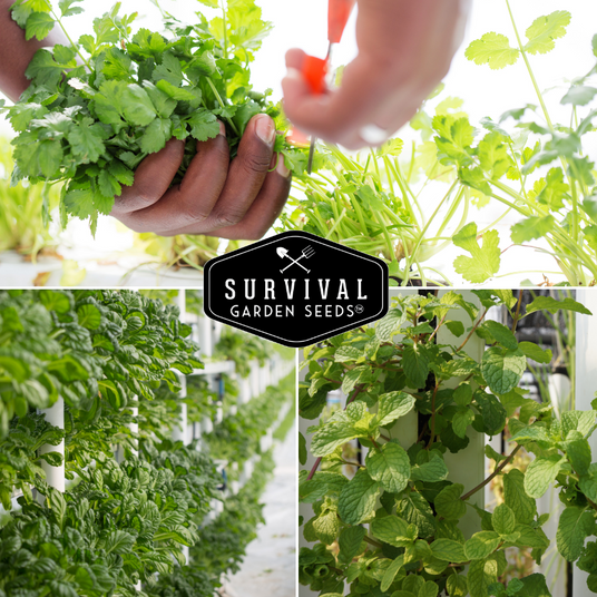 herbs growing hydroponically