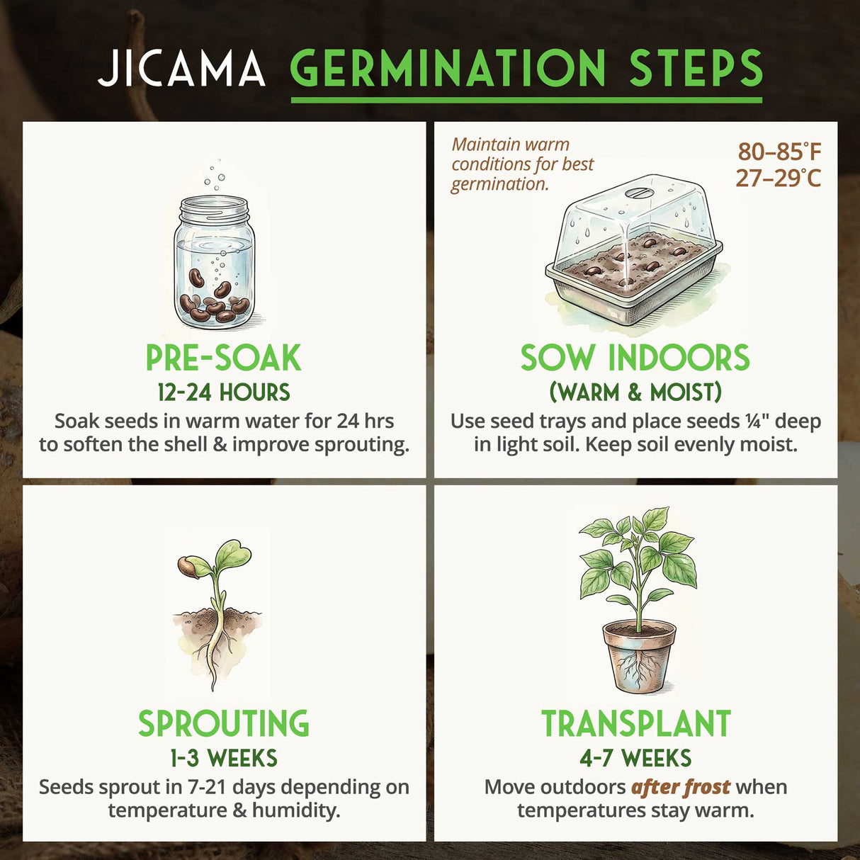 Jicama Germination Steps - how to germinate Jicama seeds