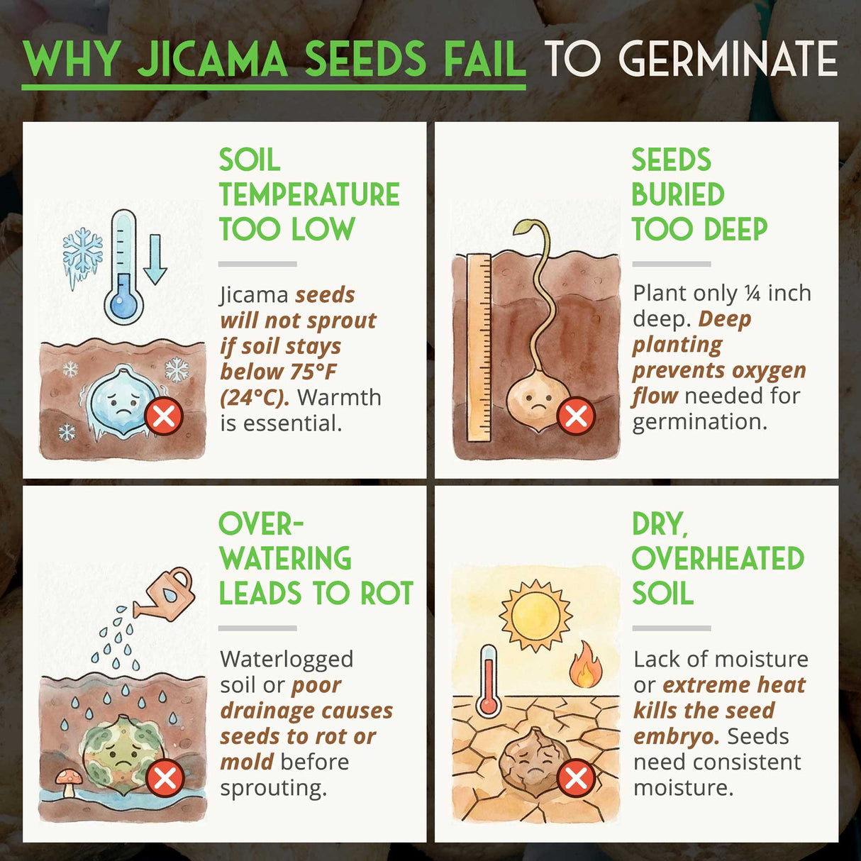 Chart explaining why jicama seeds fail to germinate with illustrations and text.