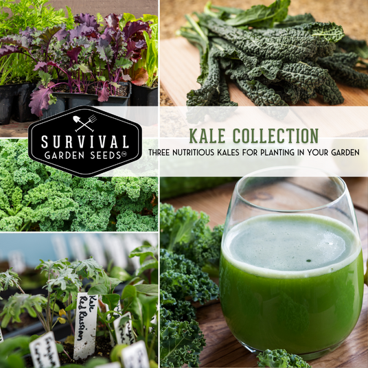 Kale seed collection