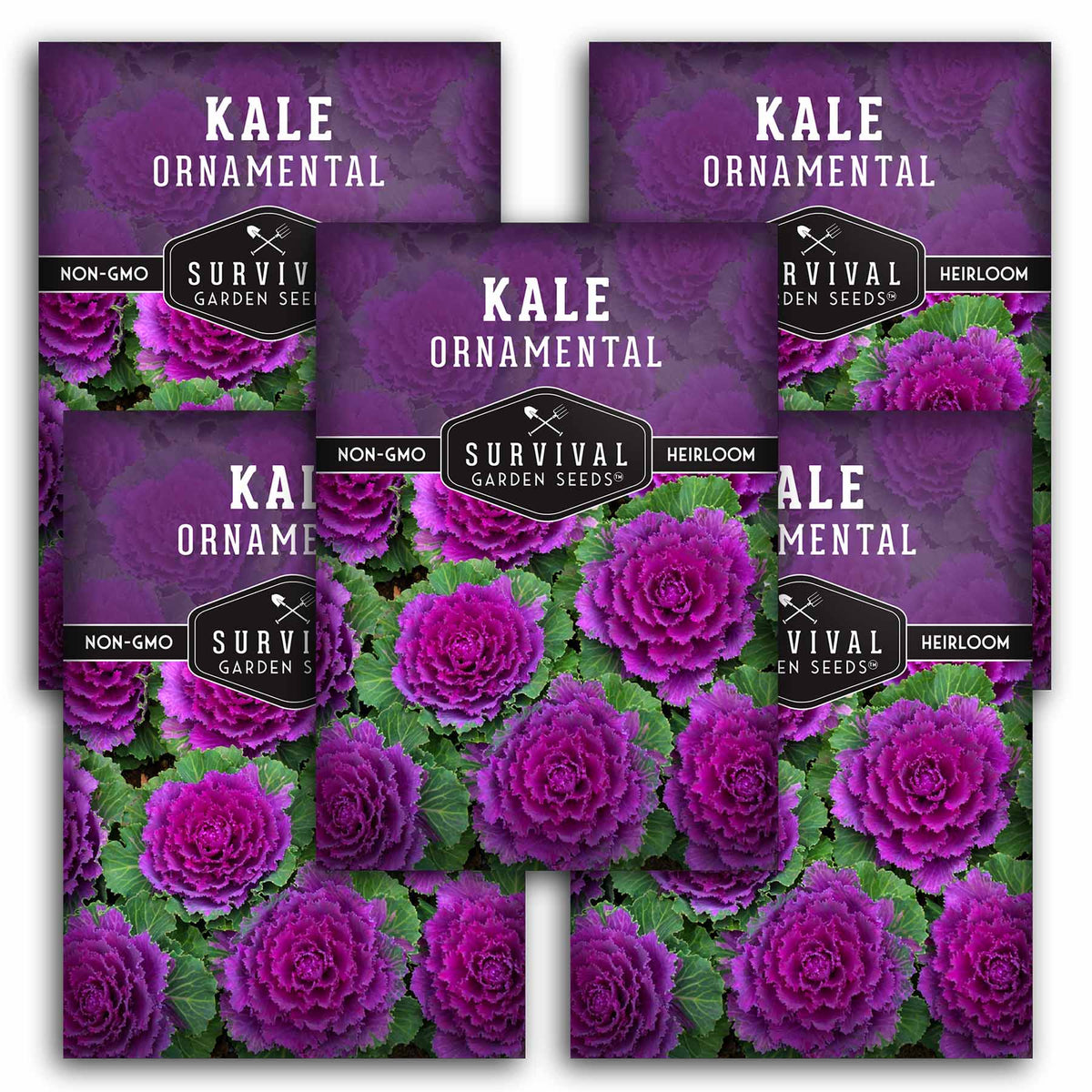 5 packet of Ornamental Kale seeds