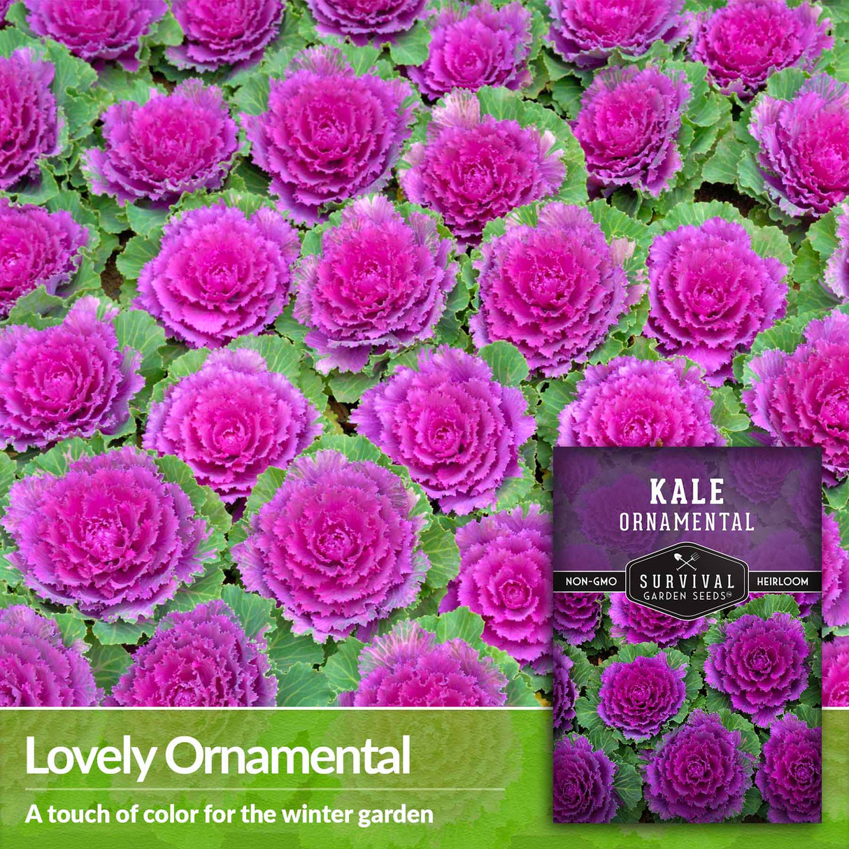 Lovely ornamental - a touch of color for the winter garden
