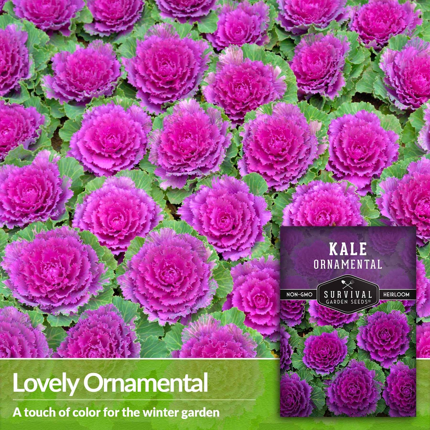 Lovely ornamental - a touch of color for the winter garden