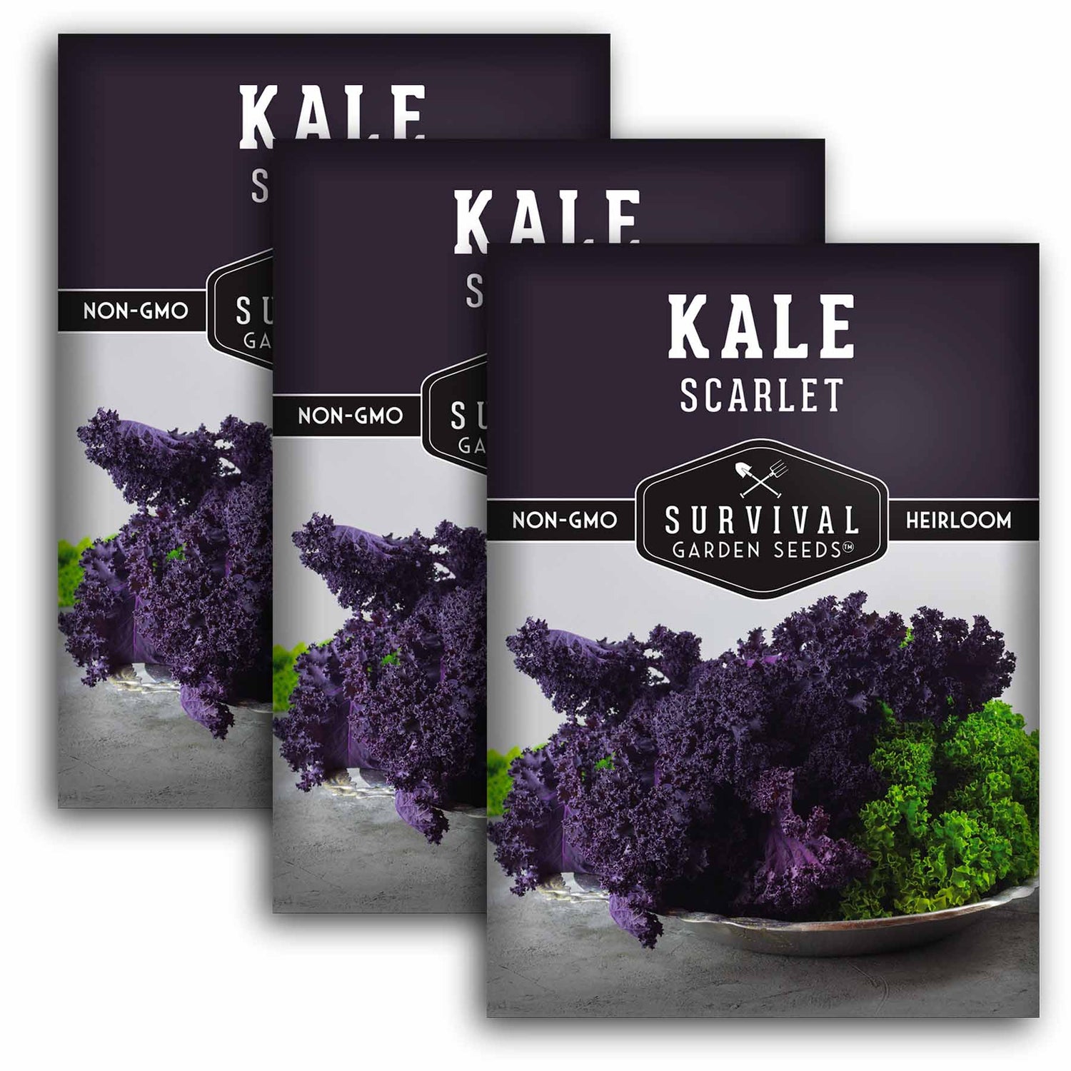Scarlet Kale Seeds for Planting – Heirloom Edible & Ornamental Kale (Brassica oleracea) – Vibrant Red-Purple Superfood Greens for Gardens, Containers & Hydroponics