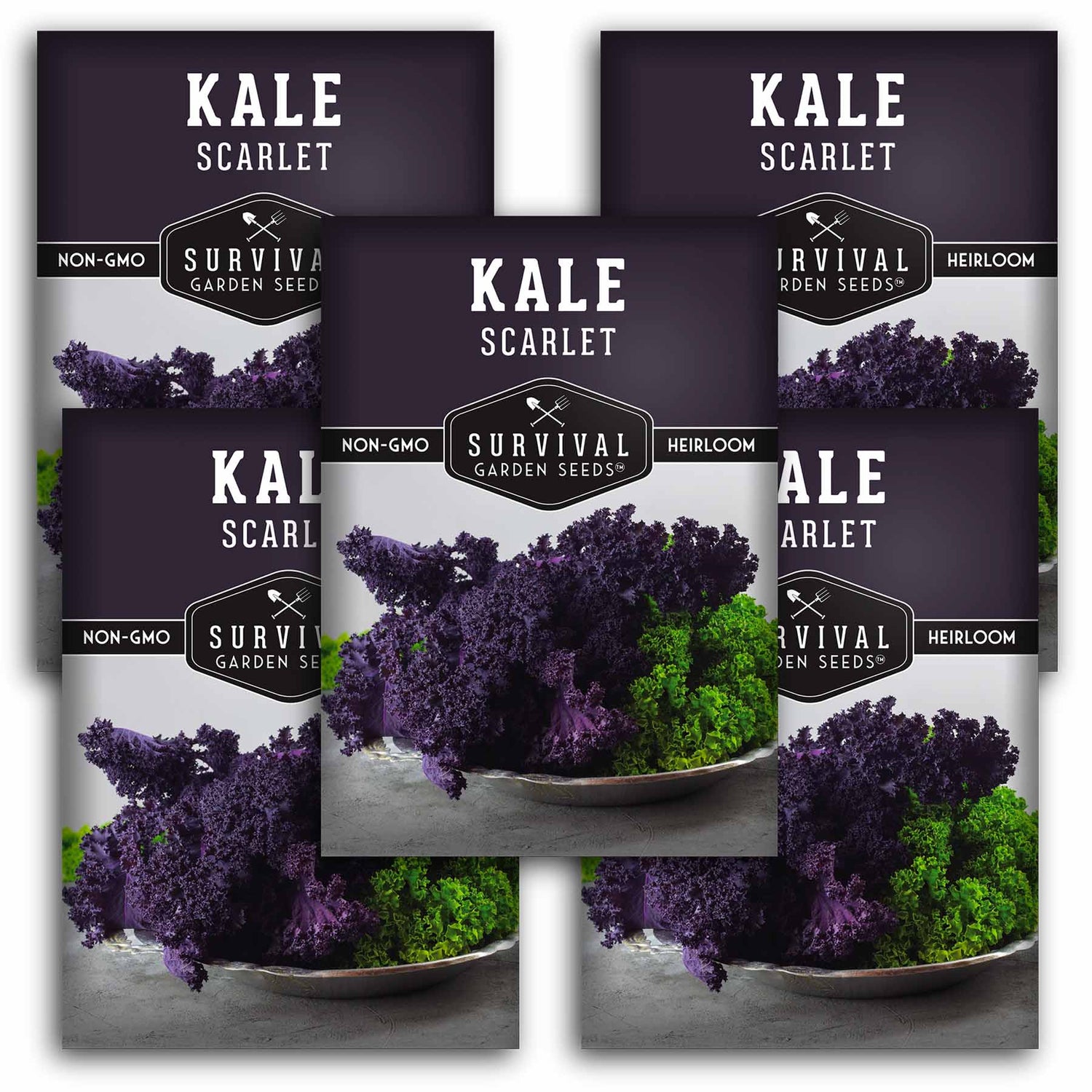 Scarlet Kale Seeds for Planting – Heirloom Edible & Ornamental Kale (Brassica oleracea) – Vibrant Red-Purple Superfood Greens for Gardens, Containers & Hydroponics