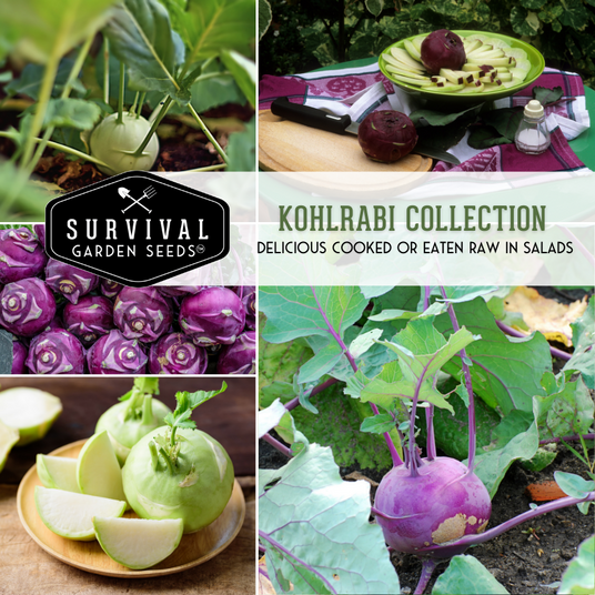 Kohlrabi seed collection with white and purple kohlrabi
