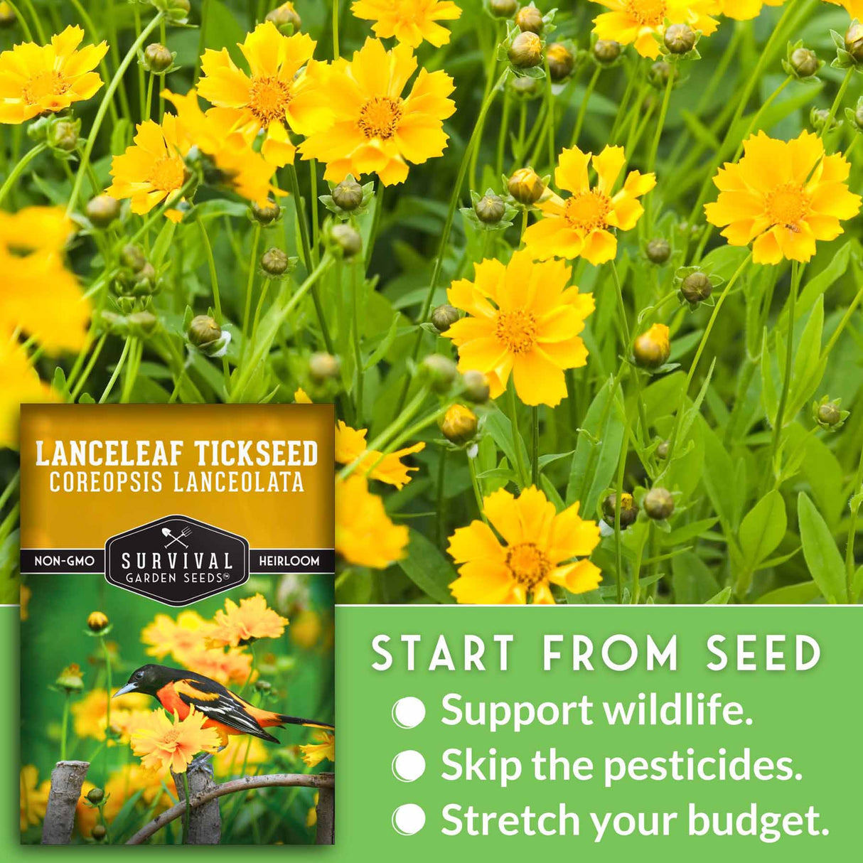 Start from seed