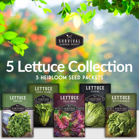 5 lettuce collection - 5 heirloom seed packets