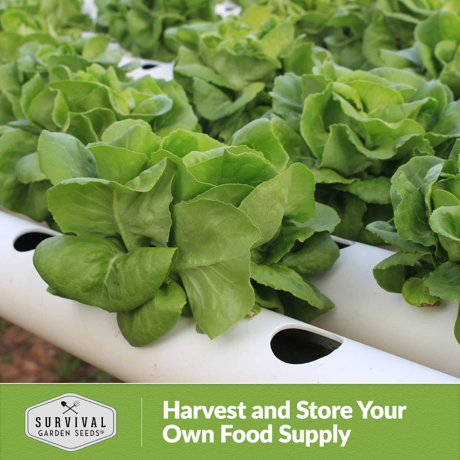 Harvest and store your own food supply