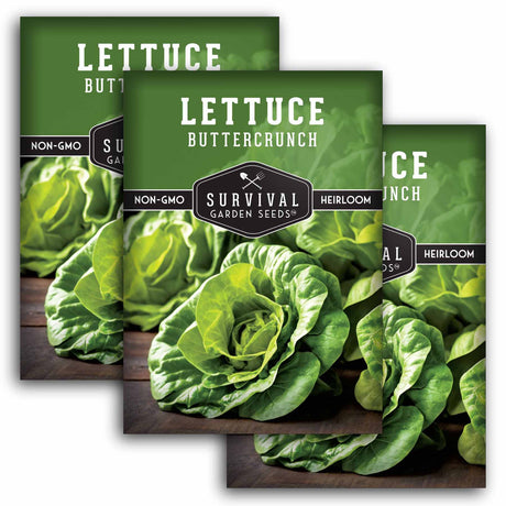3 packets of Buttercrunch lettuce seeds