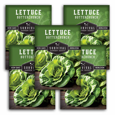 5 packets of Buttercrunch lettuce seeds